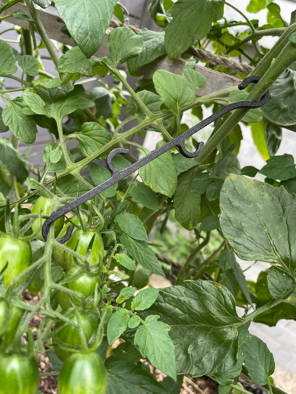Tomaten-Junge 5stk.