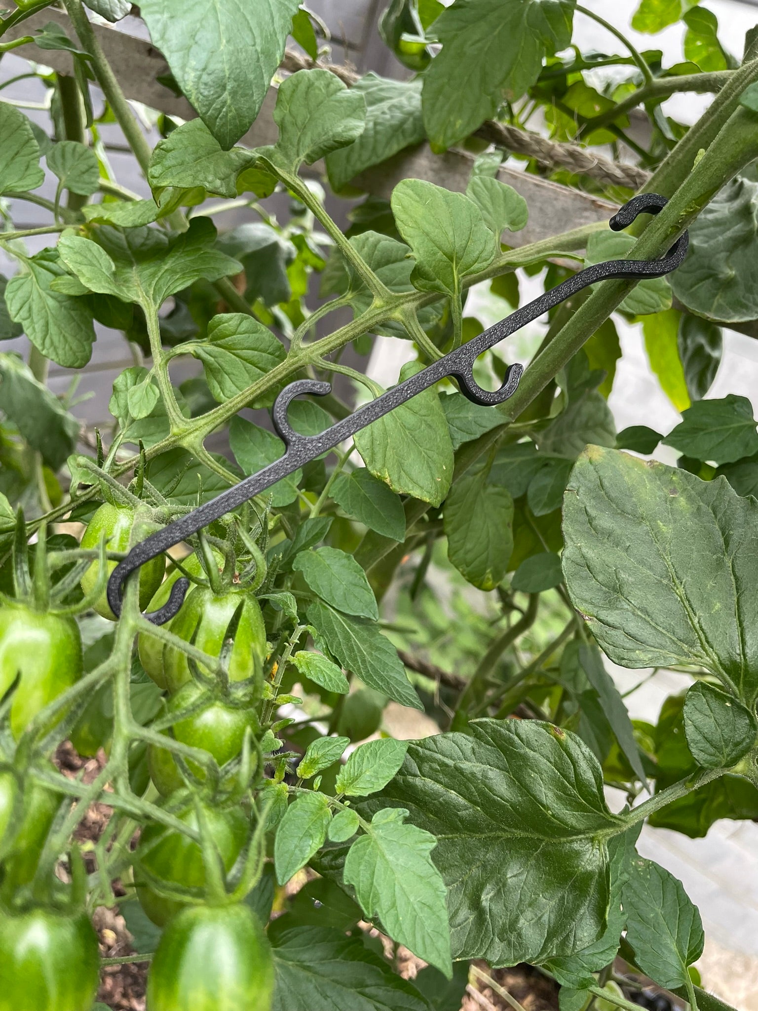 Tomaten-Junge 5stk.