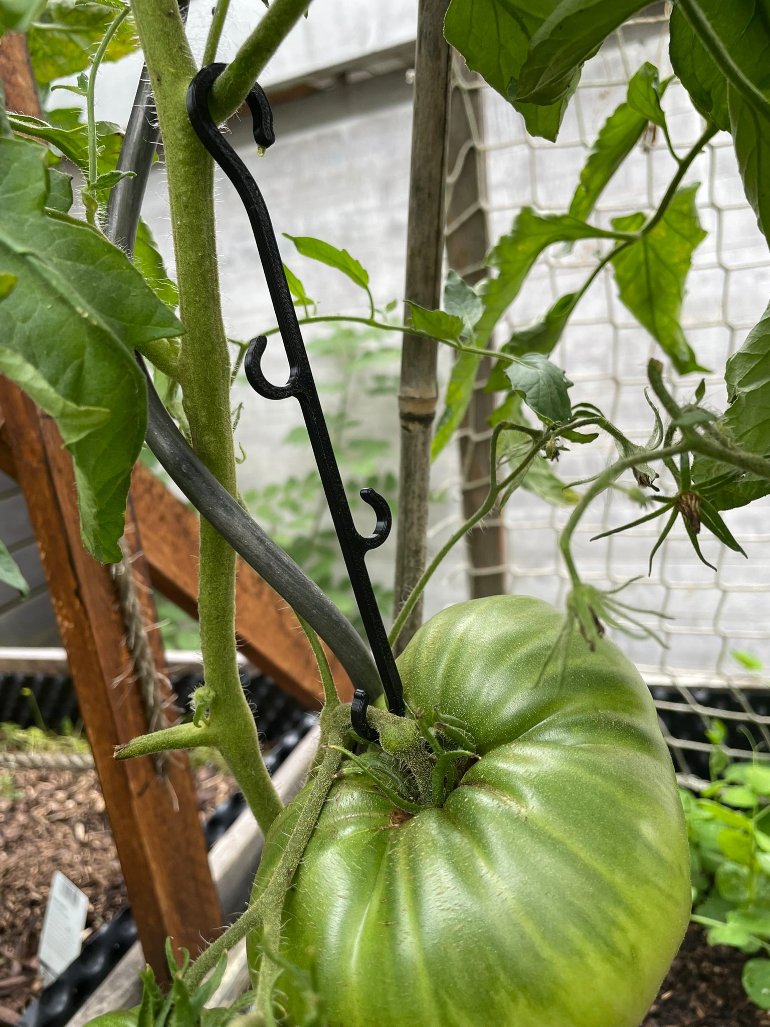 Tomaten-Junge 5stk.