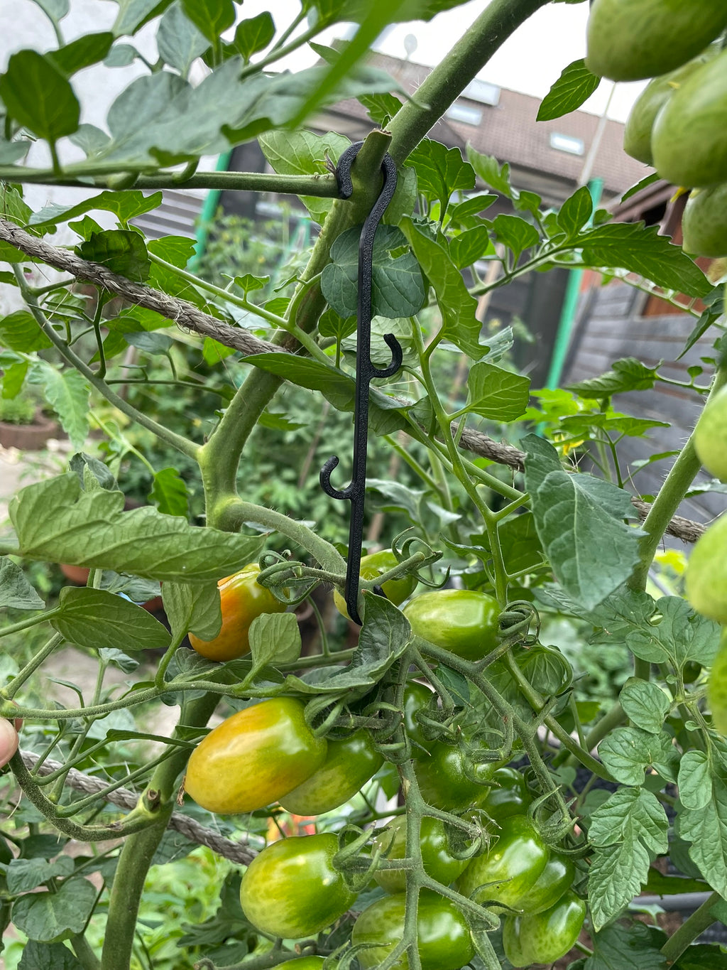 Tomaten-Junge 5stk.